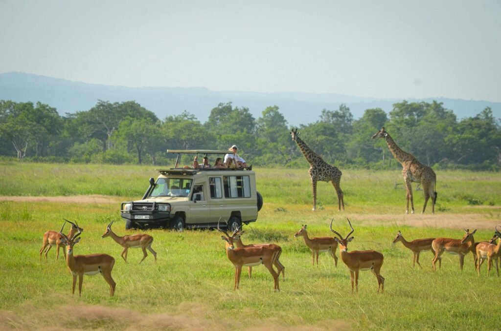 mikumi national park 1024x678
