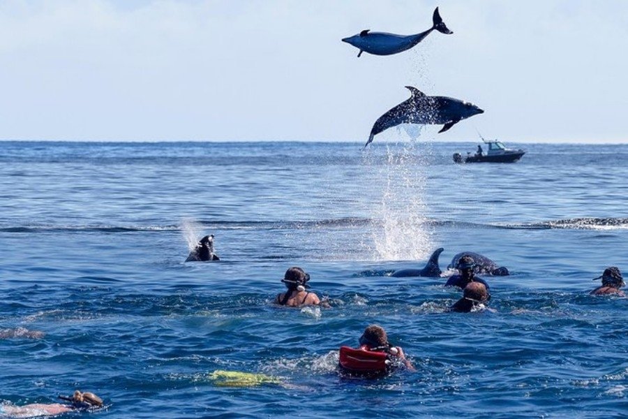 dolphin tour with snorkeling at mnemba island zanzibar m4kn3